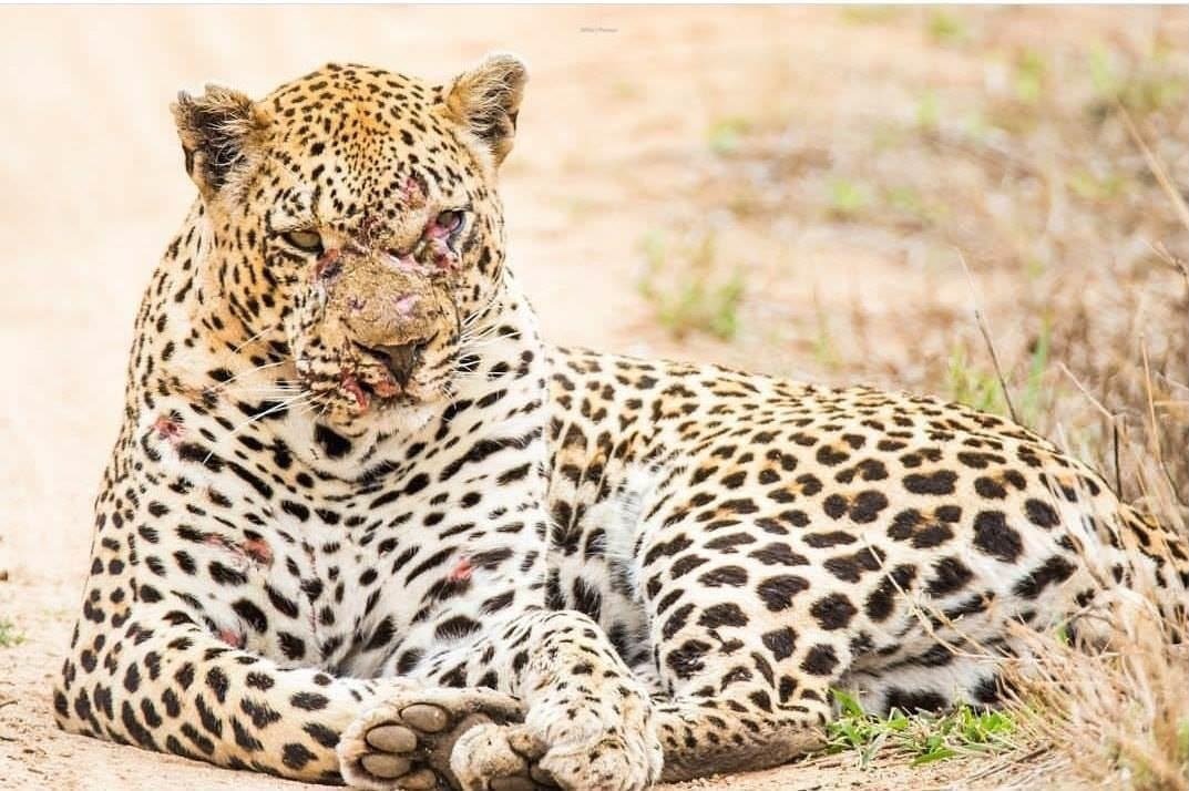 Leopard photographed with visible injuries