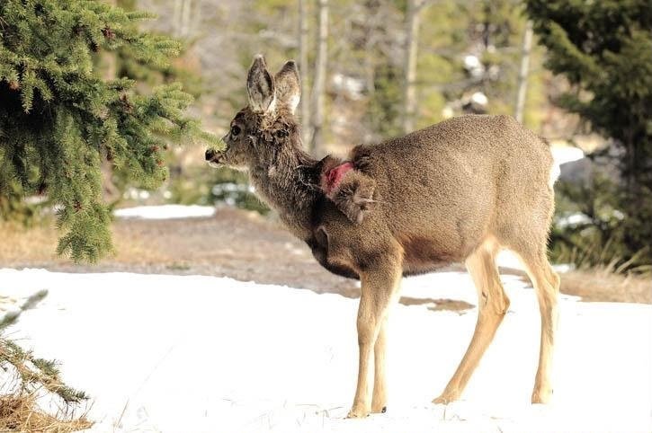 Injured deer photographed in a natural habitat